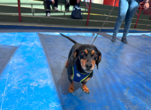 Bendición de Mascotas 2025